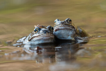 Common frogs (Rana temporaria) in early spring, Cairngorms, Scotland