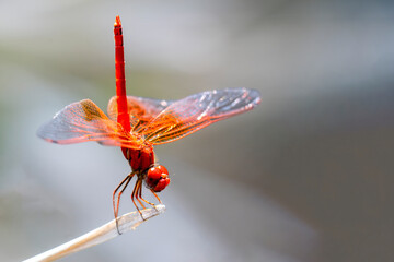 Red dragon fly