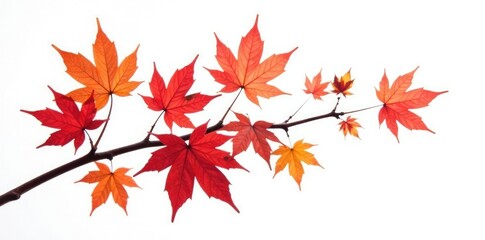 Obraz premium Small ornamental maple branch with leaves isolated on white, branches, autumn, nature