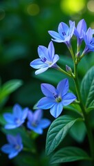 Abundant campanula flowers, vibrant blue hues, lush green foliage , detail, spring, natural