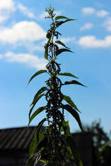 Tall green plant nettle reaching for the sky on a sunny day surrounded by a blue background and fluffy clouds in a rural setting