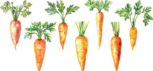 Watercolor Carrots Vector Illustration on White Background