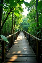 Elevated wooden boardwalk meanders through lush mangrove forest , explore, dark green