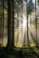 Fototapeta premium A dense forest scene with tall, slender trees reaching towards the sky, illuminated by shafts of sunlight that penetrate the canopy, creating a magical and peaceful atmosphere. The ground is covered