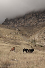 Horses in the Caucasus Mountains