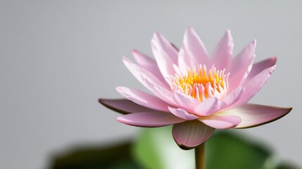 Obraz premium Delicate pink water lily in bloom, serene beauty