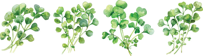 Watercress Watercolor Vector Illustration, Isolated on White
