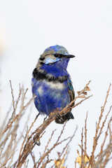 Splendid Fairywren portrait