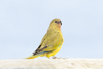 Rock Parrot