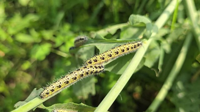 Fall Armyworm sucking cell sap from Mustard Plant