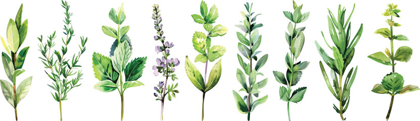 Watercolor Herbs Collection Vector Illustration Isolated on White Background