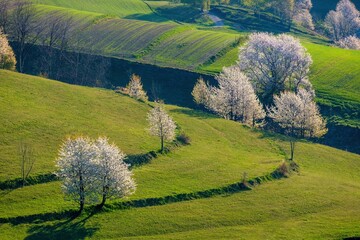 Picturesque spring meadow with blooming cherry tree. Spring paradise with blooming trees. Historic agrarian landscape, Hrinovske lazy, Slovak republic. Travel destination. Seasonal natural scene. © Ivan