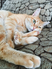 A fluffy and utterly adorable cat is comfortably laying on its back, sprawled out on a cool stone...