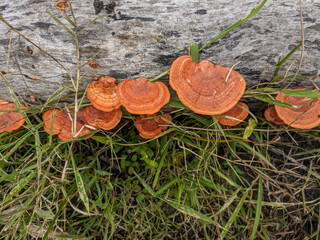 Pycnoporus sanguineus is a white rot saprobic fungus, usually growing on dead hardwoods.