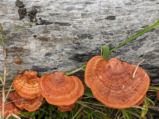 Pycnoporus sanguineus is a white rot saprobic fungus, usually growing on dead hardwoods.