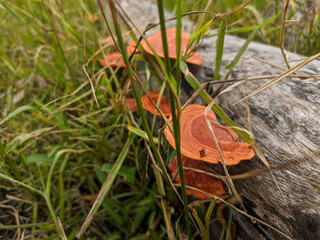 Pycnoporus sanguineus is a white rot saprobic fungus, usually growing on dead hardwoods.