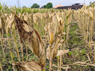 Dried maize cobs ready to be harvested in the field