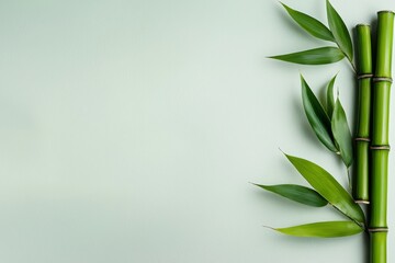 Fototapeta premium Fresh green bamboo stalks and leaves on a soft pastel background