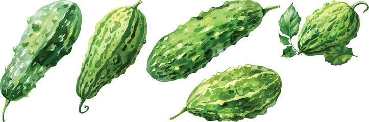 Bitter Melon Vector Illustration, Green Vegetables Isolated on White Background
