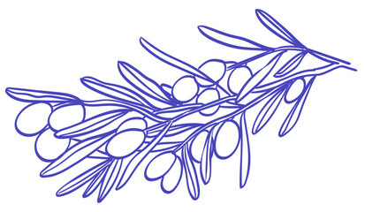 Doodle retro olive branch collection. Line engraving art in charcoal or crayon drawing style of plant stem with olives harvest vector illustration. Ink hand drawn set. Pencil drawn design elements.