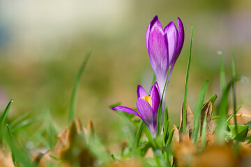 purple crocus flower on the ground close-up
