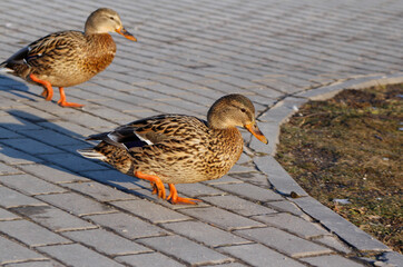 ducks are walking in the park

