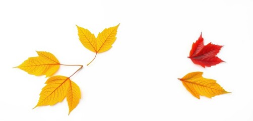 Fototapeta premium Single autumn leaf isolated on white background, illustration, leaf