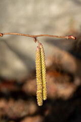 Close up of two blooming catkins of 