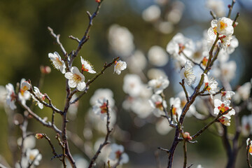 Backlit delicate white plum blossoms adorn slender branches, creating a contrast against a soft-focus background. The sunlight enhances the petals, highlighting their fragility and serene beauty.
