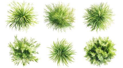 Set of Top View Watercolor Grass Bushes, Hand-Painted Botanical Elements in white & transparent