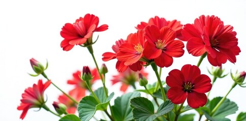 Colorful geranium flowers isolated on white background, red, decorative
