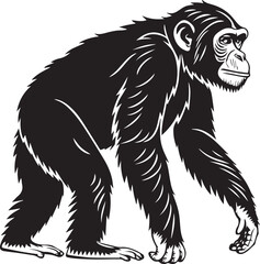 Obraz premium Chimpanzee Illustration – Detailed Side Profile Walking in Black and White