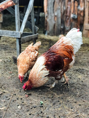 Two chickens are standing closely next to each other in a cozy and warm chicken coop, which provides them with enough shelter and a secure place to rest and freely roam around together