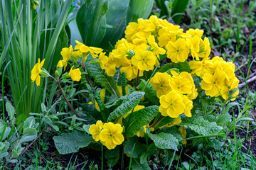 Primrose flowers with yellow flowers in early spring.