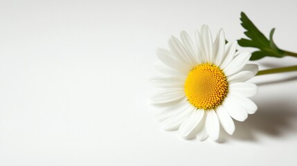 Single daisy on white background. Simple, elegant