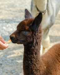 알파카, 귀여운 동물, 애완동물, 야생, 초원 | alpaca, cute animal, pet, wild, grassland