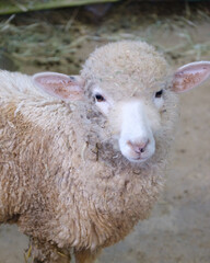 봄과 함께하는 귀여운 양, 자연속 동물, 풀숲에있는 양 | Cute sheep with spring, animals in nature, sheep in the grass