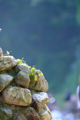 름속 바위에 피어난 새싹, 풀, 자연 | Sprouts, grass, nature blooming on rocks in summer