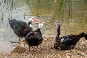 Tres patos interactuando en laguna de paso de aves migratorias