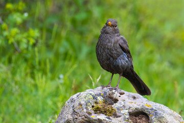 Common Blackbird on a rock