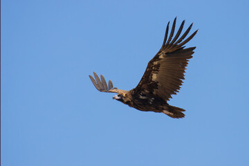 Cinereous Vulture on the sky