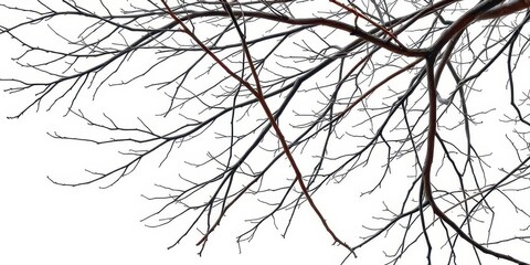 Obraz premium Bare, intertwined branches isolated on pure white backdrop, black and white, calm