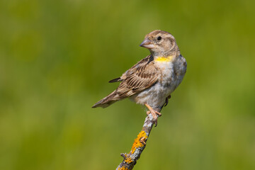 Rock Sparrow on a branch