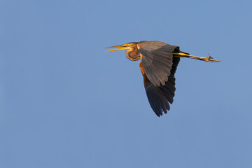 Purple Heron on the sky