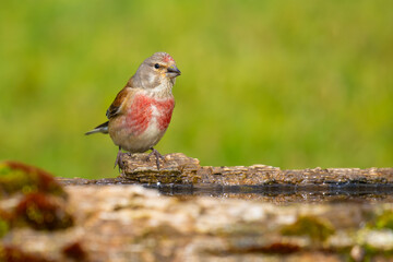 Common Linnet came for water
