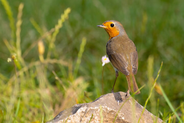 European Robin on a rock