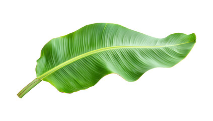 Fototapeta premium Vibrant green banana leaf isolated on a transparent background.