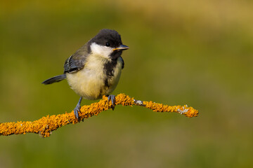 Great Tit on a branch