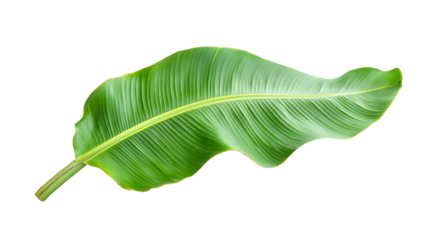 Vibrant green banana leaf isolated on a transparent background.