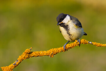 Great Tit on a branch